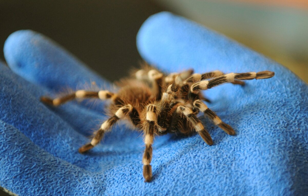 Do Nemecka pasovali tarantuly v obaloch susienok