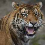 Tiger usmrtil osetrovatela v biblickej zoo v Jeruzaleme