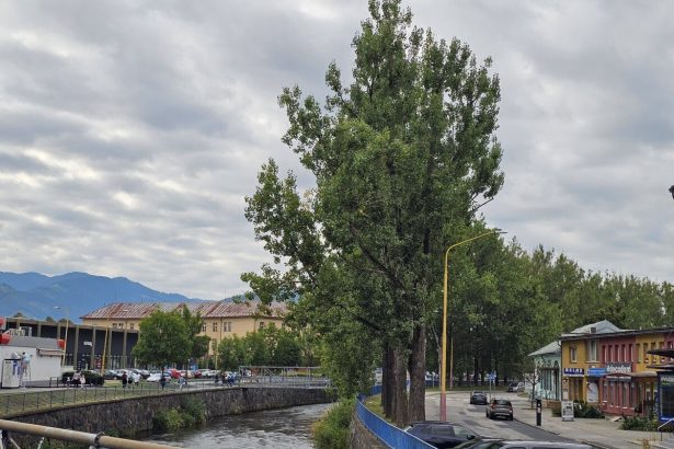 V Ruzomberku zacali s rubanim desiatok stromov