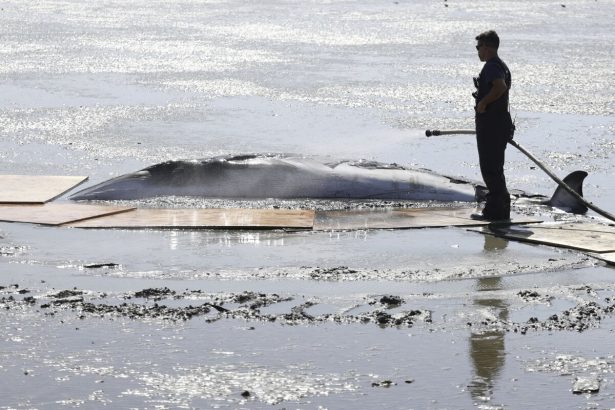 Vraskavec minke neprezil zrazku s clnom pri New Jersey