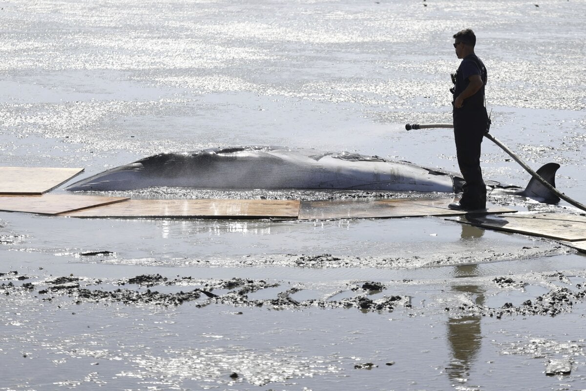 Vraskavec minke neprezil zrazku s clnom pri New Jersey