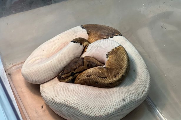 Na najvacsom sidlisku nasli opusteneho pytona