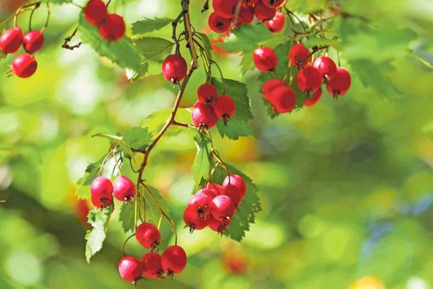 Spoznajte recepty z hlohu obycajneho a jeho benefity