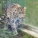 V kosickej zoo pribudne parik velkej selmy