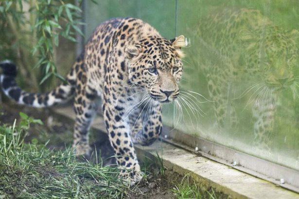 V kosickej zoo pribudne parik velkej selmy