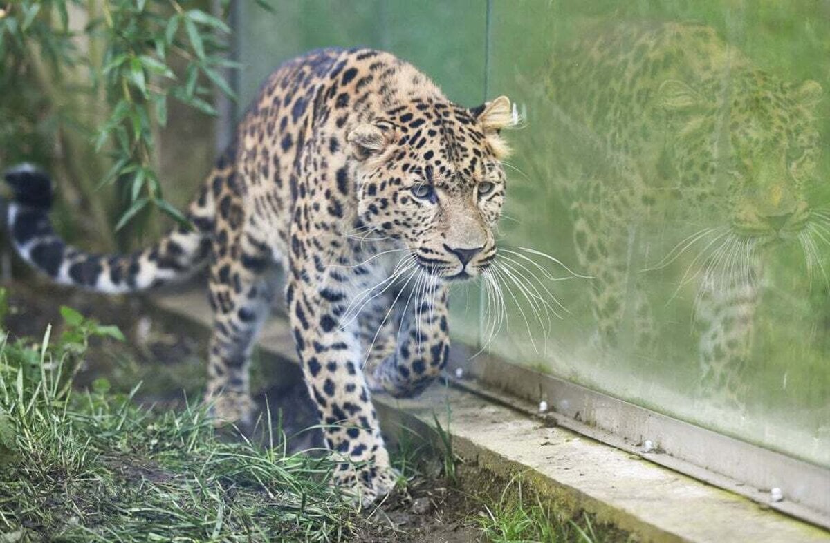 V kosickej zoo pribudne parik velkej selmy
