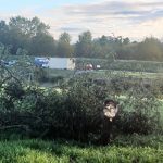 Ku statnym stromom sa nik nehlasi ohrozuju ludi