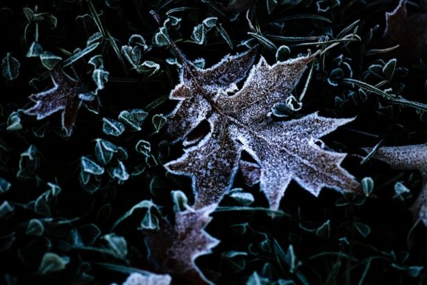 Pocas poslednych noci a ran mrzlo na vacsine uzemia najtuhsie v Ciernom Balogu