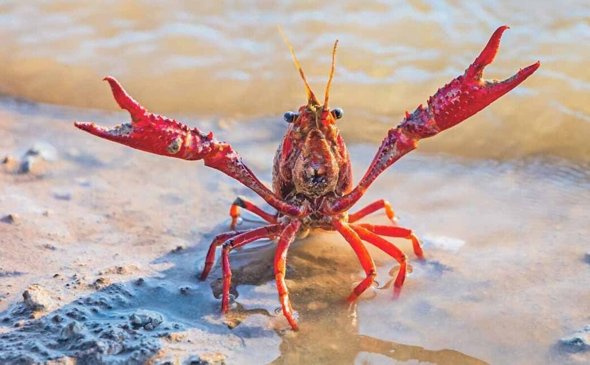 Rak bol symbolom cistej vody dnes uz to neplati