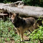 V Cernobyle sa tulaju modre psy