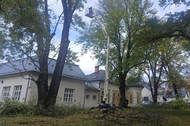 V Stakcine vysadia stare odrody stromov