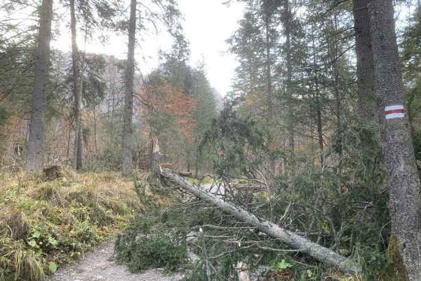 Vietor v noci v Tatrach vyvracal stromy