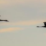 Vikend Umenie jablka a jesenne vibracie ovladaju Slovensko