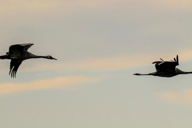 Vikend Umenie jablka a jesenne vibracie ovladaju Slovensko