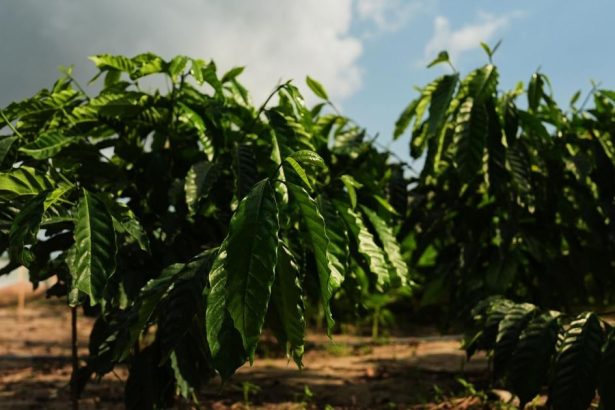 Agro Globalne ceny kavy v piatok klesli