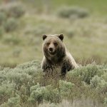 Grizly v Kanade zautocil na skolsku vypravu