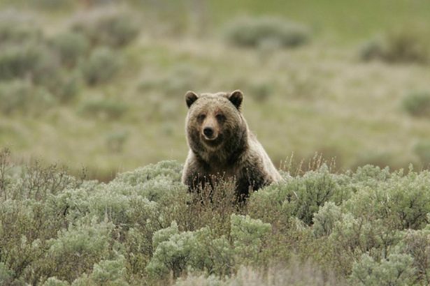 Grizly v Kanade zautocil na skolsku vypravu