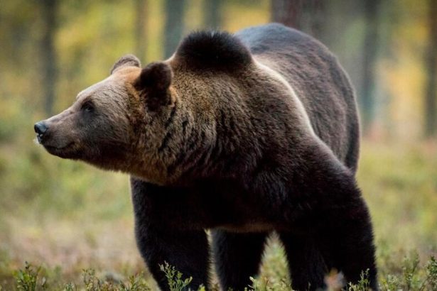 KOSOVO Odlahla dedina ziada o pomoc s medvedmi