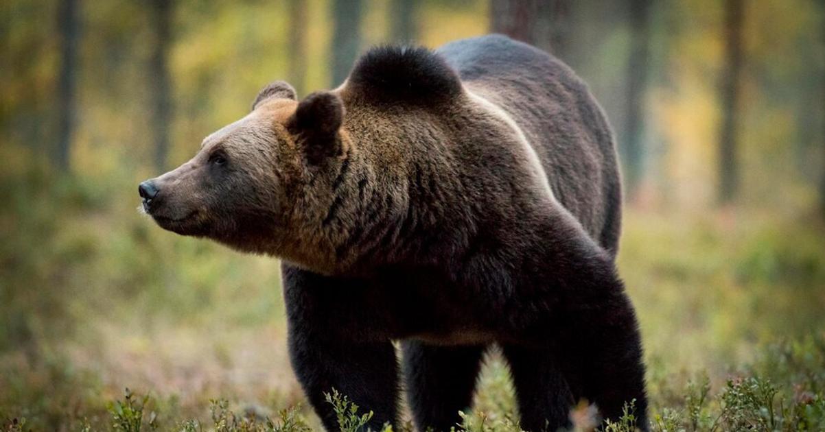 KOSOVO Odlahla dedina ziada o pomoc s medvedmi