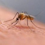 Kuba zapasi s epidemiou choroby chikungunya