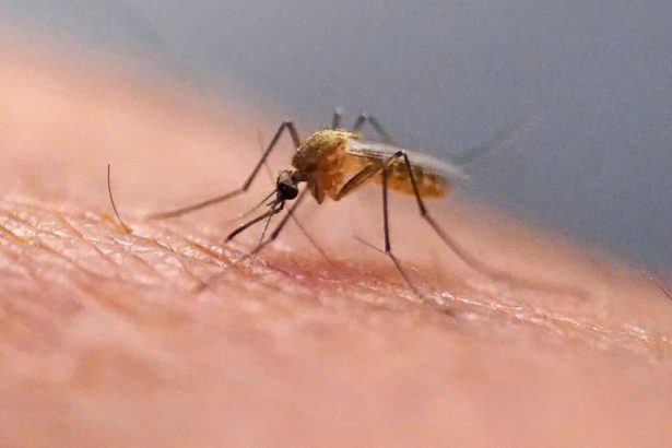 Kuba zapasi s epidemiou choroby chikungunya