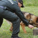 MV SR nakupi nove koterce pre sluzobne psy za 659000 eur