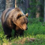 Medvedica zautocila na pracovnikov narodneho parku zviera zastrelili v sebaobrane