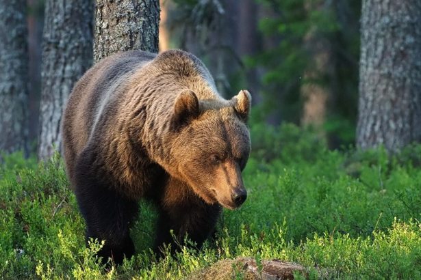 Medvedica zautocila na pracovnikov narodneho parku zviera zastrelili v sebaobrane