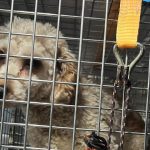 Prievidzska veterinarna sprava zhabala 277 psov