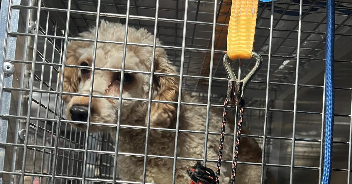 Prievidzska veterinarna sprava zhabala 277 psov