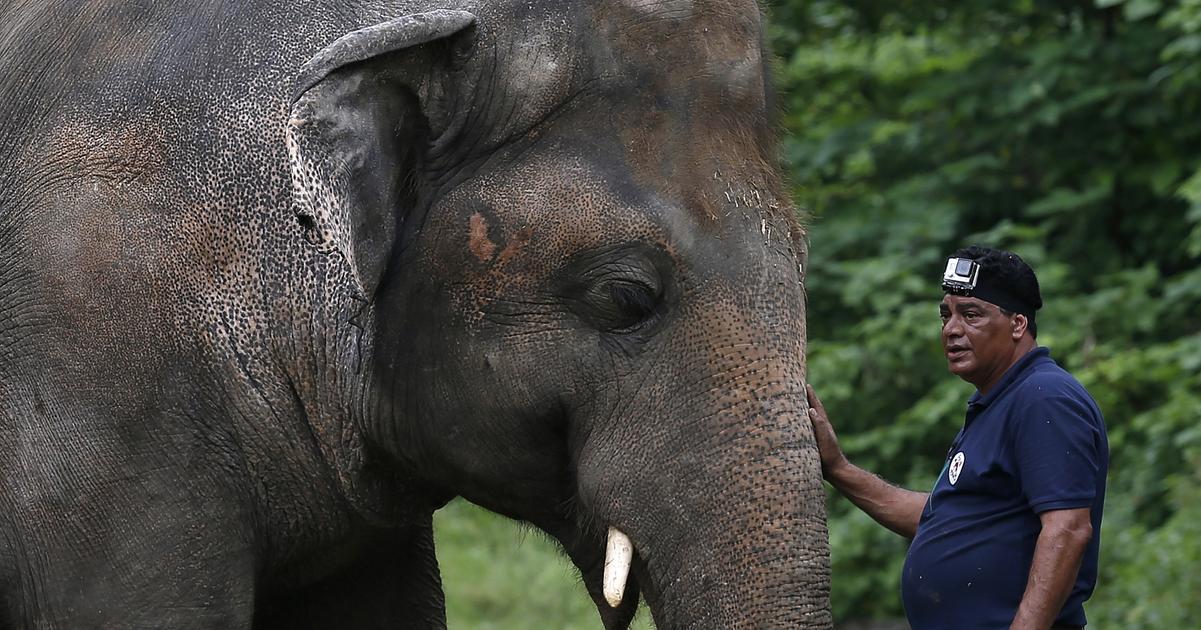 India Vlak narazil do stada slonov zabil sedem a zranil mlada