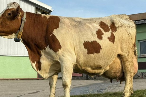 Krava Malina z Tvrdosina prekonala 100 tisic kilogramov mlieka