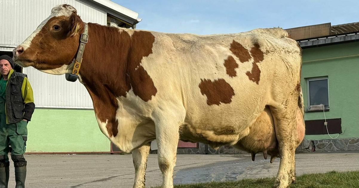 Krava Malina z Tvrdosina prekonala 100 tisic kilogramov mlieka