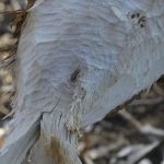 Polsko schvalilo odstrel 60 bobrov v Pieninach