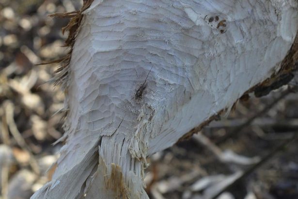 Polsko schvalilo odstrel 60 bobrov v Pieninach