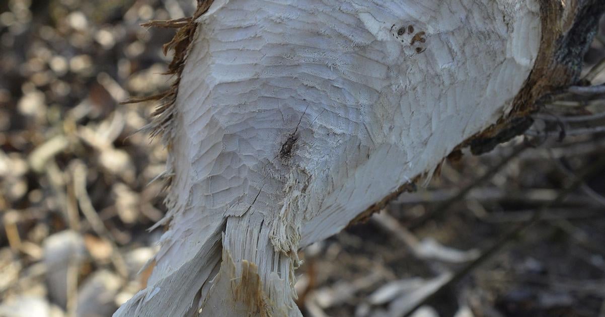 Polsko schvalilo odstrel 60 bobrov v Pieninach