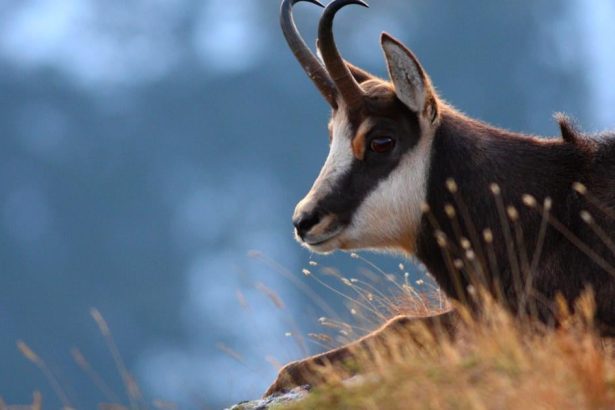 V Tatrach ho lovil aj Fidel Castro Kamziky sa mozu znova stat obetou politiky