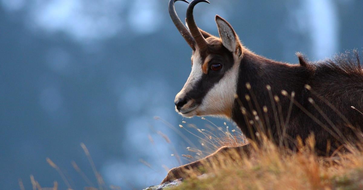 V Tatrach ho lovil aj Fidel Castro Kamziky sa mozu znova stat obetou politiky