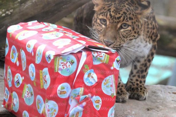 Zvierata z kosickej zoo sa tesili z darcekov