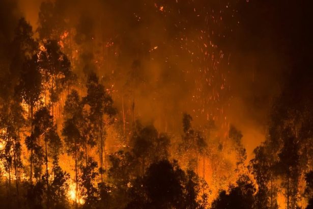 Cile Rozsiahle lesne poziare si vyzadali uz najmenej 20 obeti