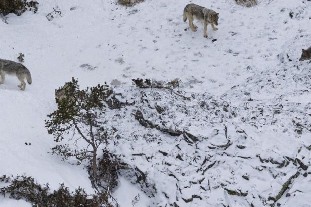 Finsko Polovnici na prvy den bez lovu zabili 12 vlkov