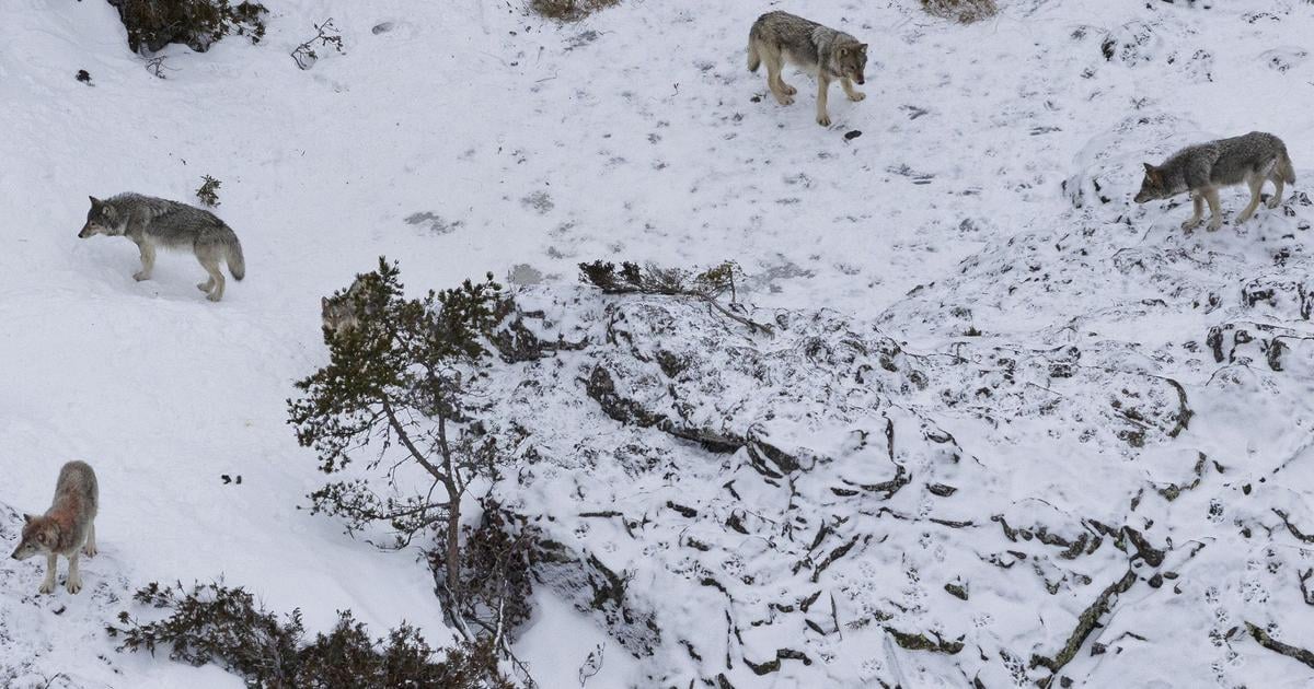 Finsko Polovnici na prvy den bez lovu zabili 12 vlkov