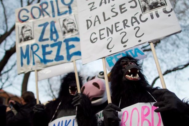 Kauza Gorila ma 20 rokov policia tvrdi ze vysetruje