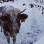 Kravy su v poriadku tvrdia statni veterinari realita je vsak in chybaju pristresky voda a lezoviska