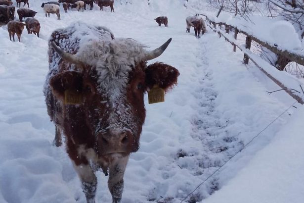 Kravy su v poriadku tvrdia statni veterinari realita je vsak in chybaju pristresky voda a lezoviska