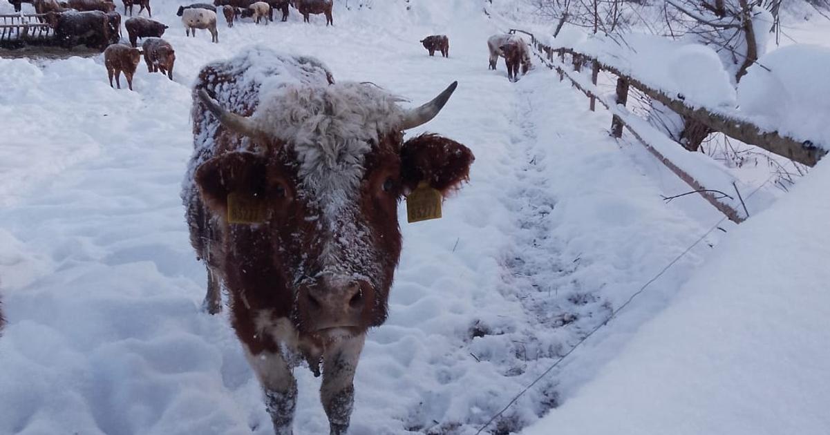 Kravy su v poriadku tvrdia statni veterinari realita je vsak in chybaju pristresky voda a lezoviska