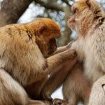 Moze mat homosexualne spravanie u primatov evolucny vyznam