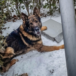 Po serii nocnych kraadezi zadrzali policajti v Trebisove dvojicu pachatelov