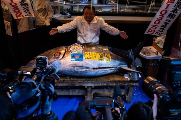 Tuniak modroplutvy sa na aukcii predal za 273 miliona eur