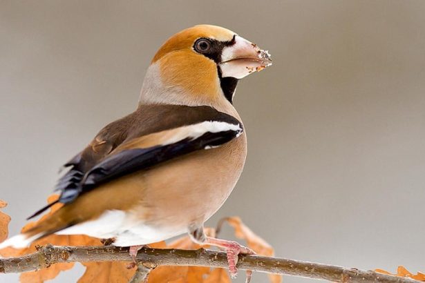Vtaky v mrazoch potrebuju slnecnicu a tuk